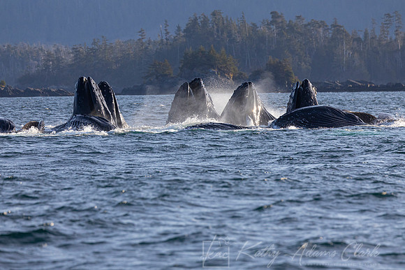 Humpback whale KAC3282