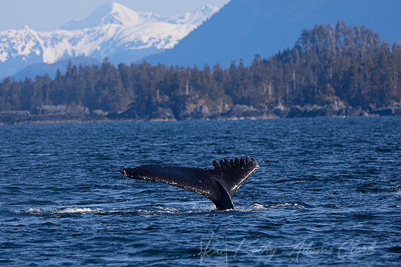 Humpback whale KAC3373
