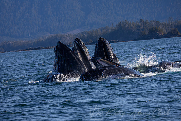 Humpback whale KAC3422