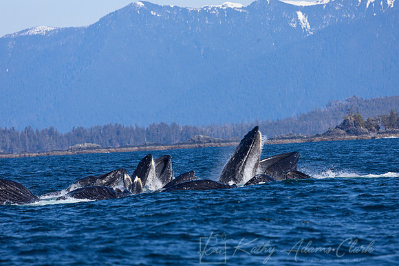 Humpback whale KAC3580