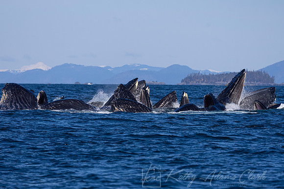 Humpback whale KAC3613