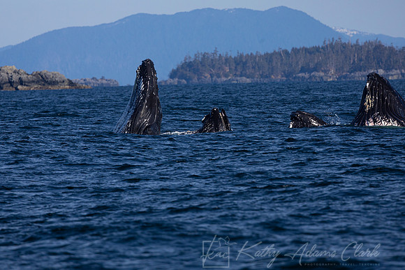 Humpback whale KAC3484