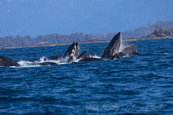 Humpback whale KAC3583