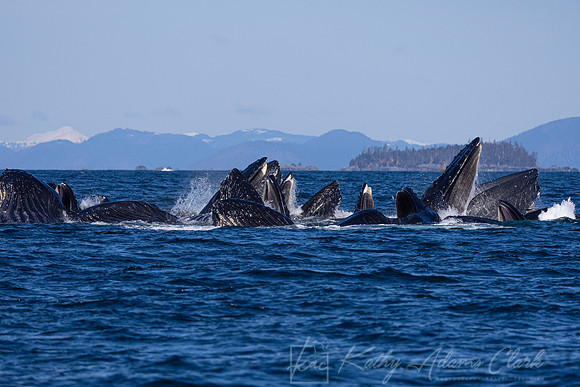 Humpback whale KAC3614