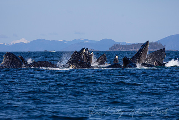 Humpback whale KAC3615