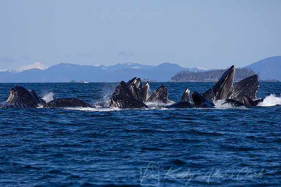 Humpback whale KAC3616
