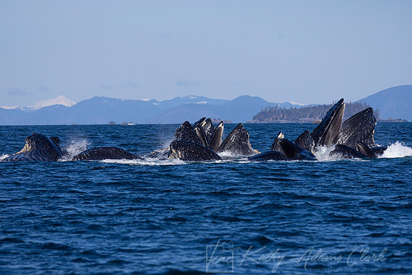 Humpback whale KAC3617