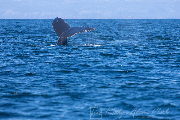 Humpback whale KAC3711