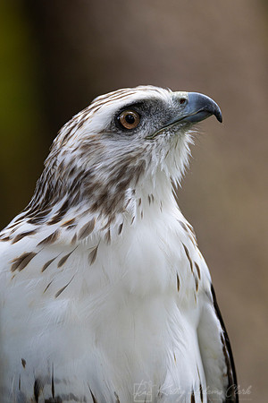 Red-tailed hawk KAC1689