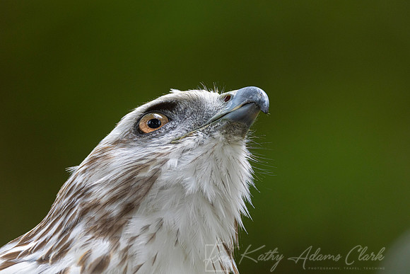 Red-tailed hawk KAC1695