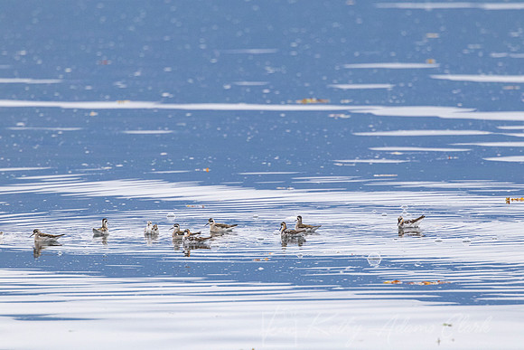 Red-necked phalarope KAC1478