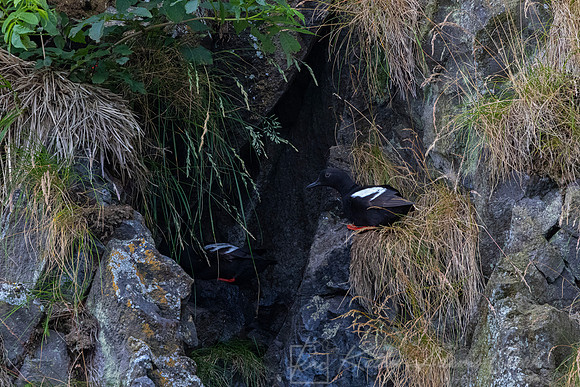 Pigeon Guillemot KAC1295