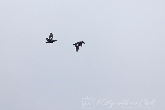 Pigeon Guillemot KAC1570