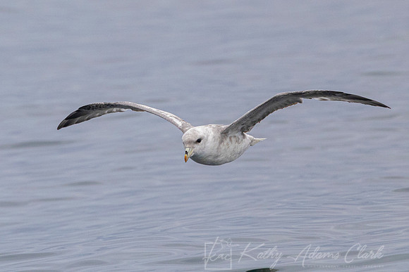 Northern fulmar KAC1556