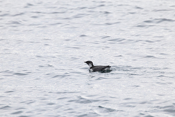 Marbled murrelet KAC0126