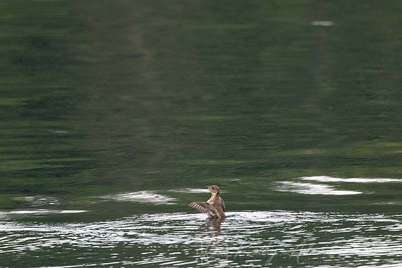 Marbled murrelet KAC1481