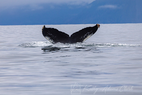 Humpback whale KAC0622