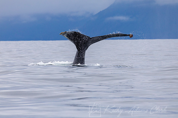 Humpback whale KAC0617