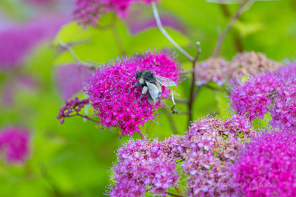 Japanese Spirea KAC1628