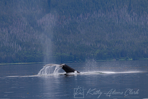Humpback whale KAC0507