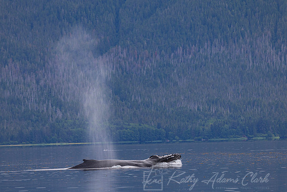 Humpback whale KAC0500