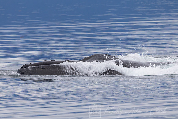 Humpback whale KAC0480