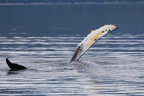 Humpback whale KAC0459