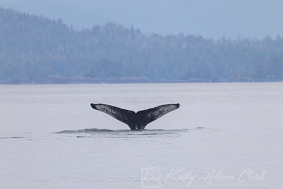 Humpback whale KAC0197