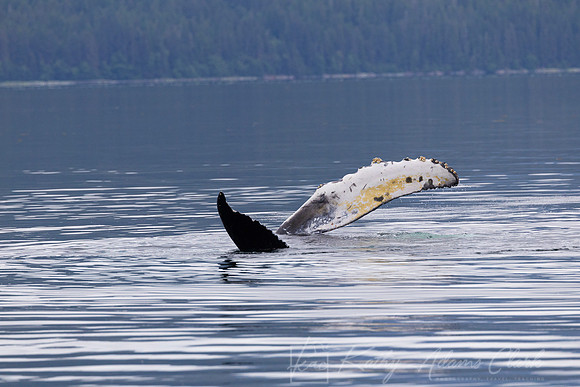 Humpback whale KAC0407