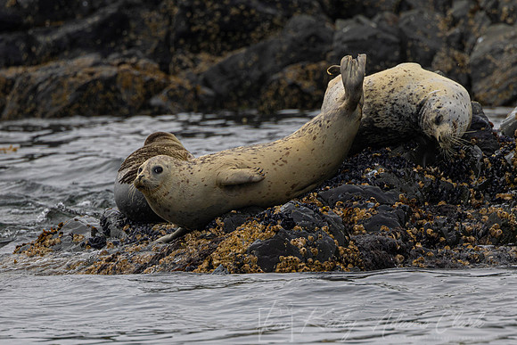 Harbor Seal KAC0210