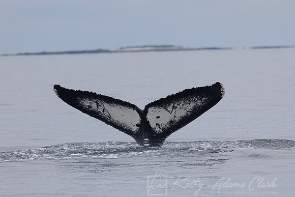 Humpback whale KAC0190