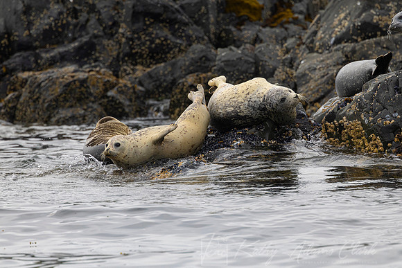 Harbor Seal KAC0207