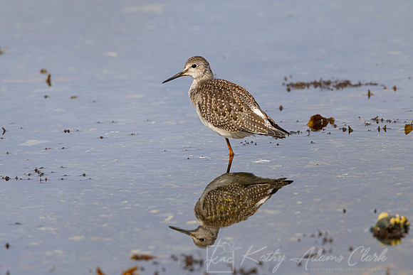 Greater yellowlegs KAC1646