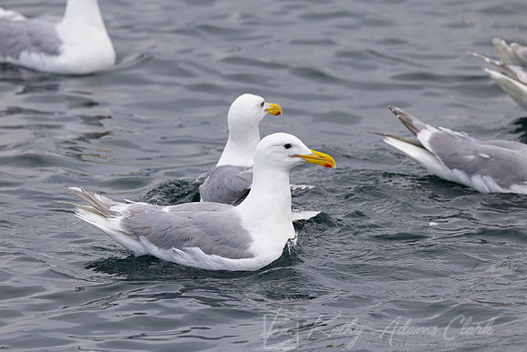 Glaucous-winged gull KAC1595