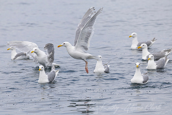Glaucous-winged gull KAC1592