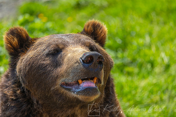 Brown bear KAC0034