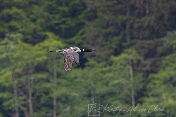 Common Loon KAC1463