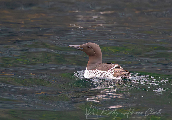 Common Murre KAC0338-Enhanced-NR