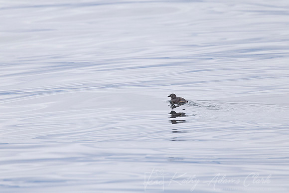 Cassin's auklet KAC1167