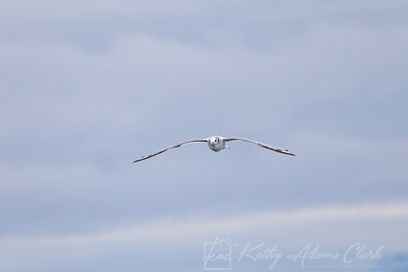Black-legged kittiwake KAC1532