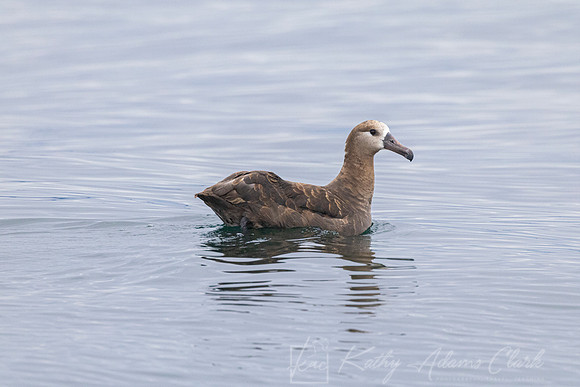Black-footed albatross KAC1130