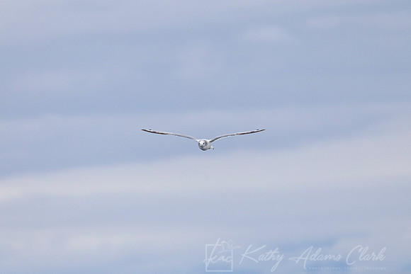 Black-legged kittiwake KAC1529