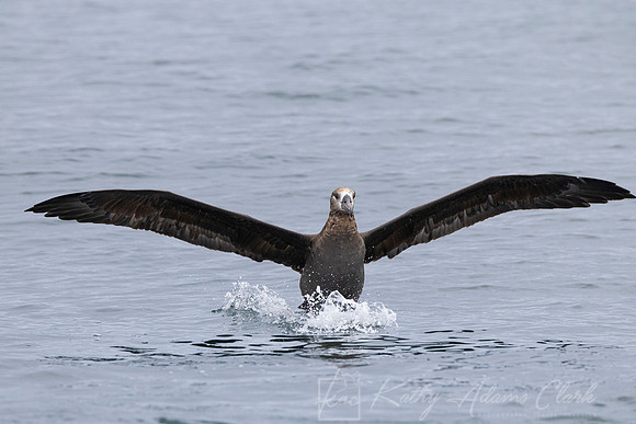 Black-footed albatross KAC1084