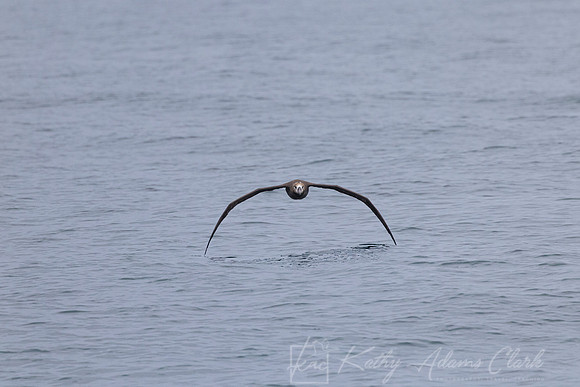 Black-footed albatross KAC1076