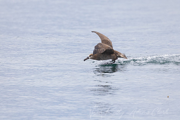 Black-footed albatross KAC1060