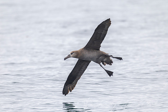 Black-footed albatross KAC1015-Enhanced-NR