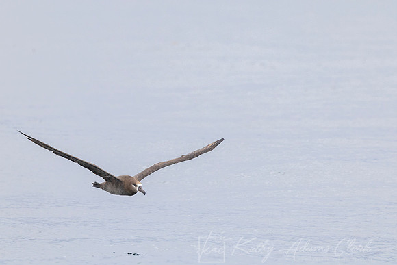 Black-footed albatross KAC1047