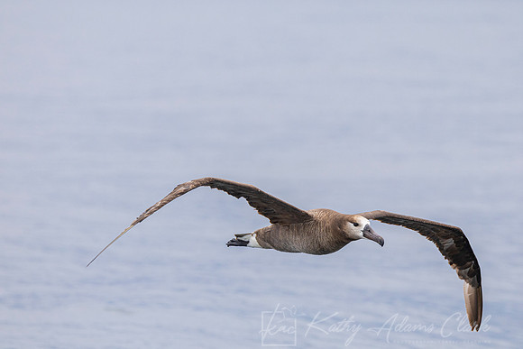 Black-footed albatross KAC0974