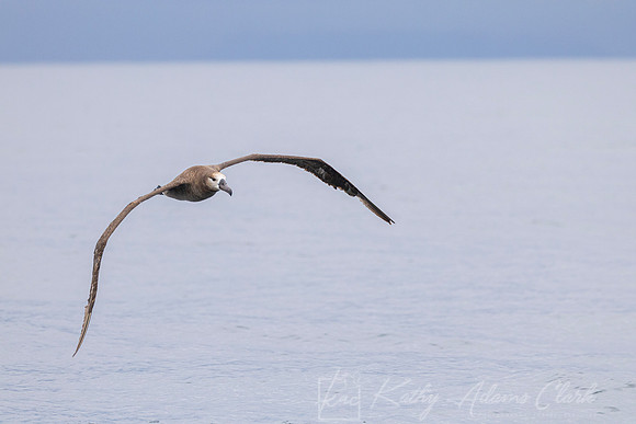 Black-footed albatross KAC0961