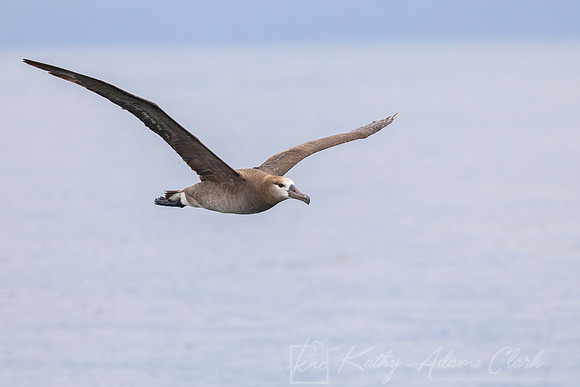 Black-footed albatross KAC0946